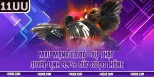 Màu Mạng Gà Đá