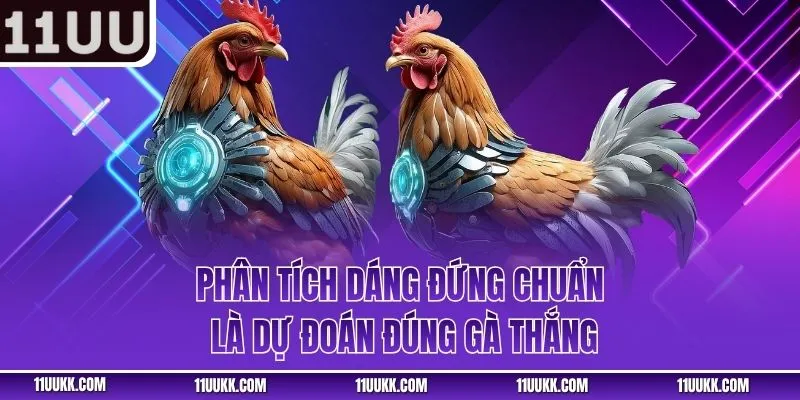 Phân tích dáng đứng chuẩn là dự đoán đúng gà thắng